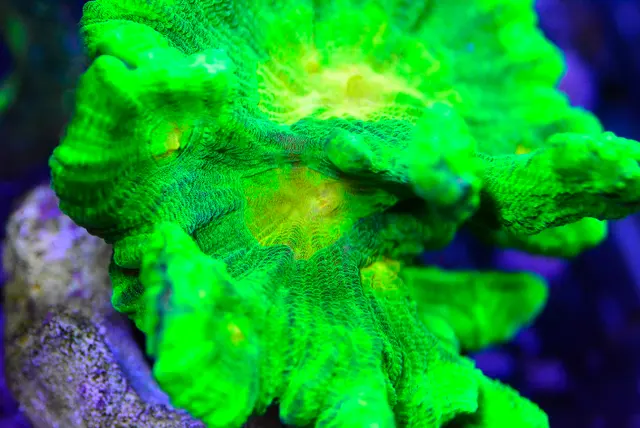 New Wave Aquaria — customer photo 12