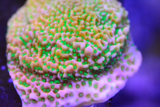 New Wave Aquaria — customer photo 9