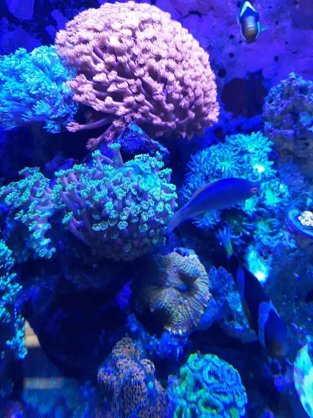 New Wave Aquaria — customer photo 7