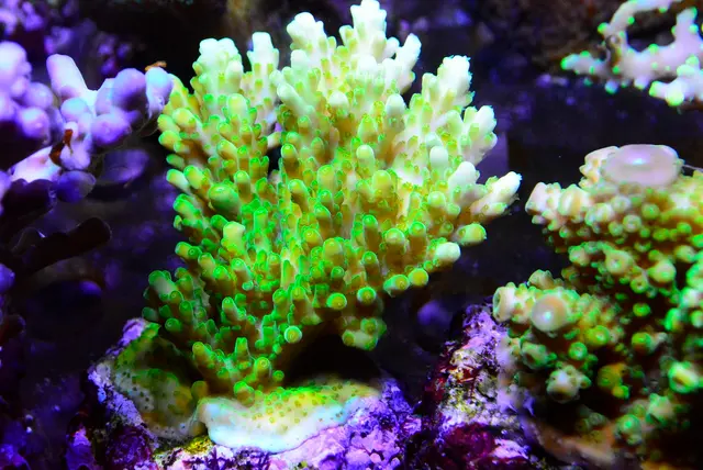 New Wave Aquaria — customer photo 6