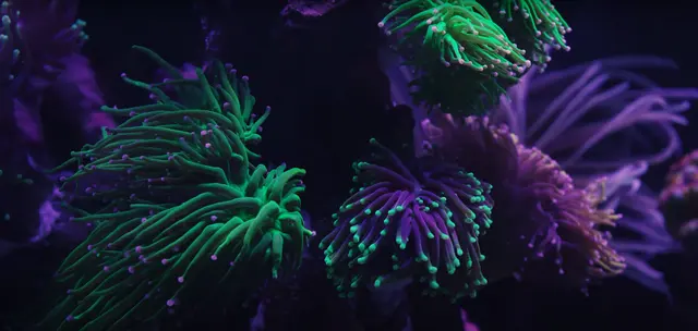 New Wave Aquaria — photo from the business 2