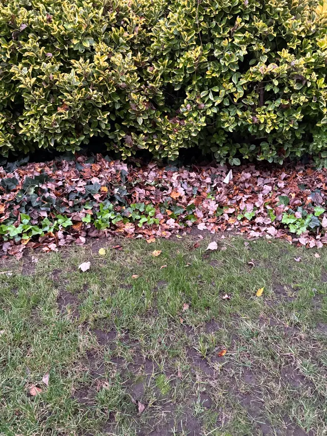 The Vine Landscaping — customer photo 2