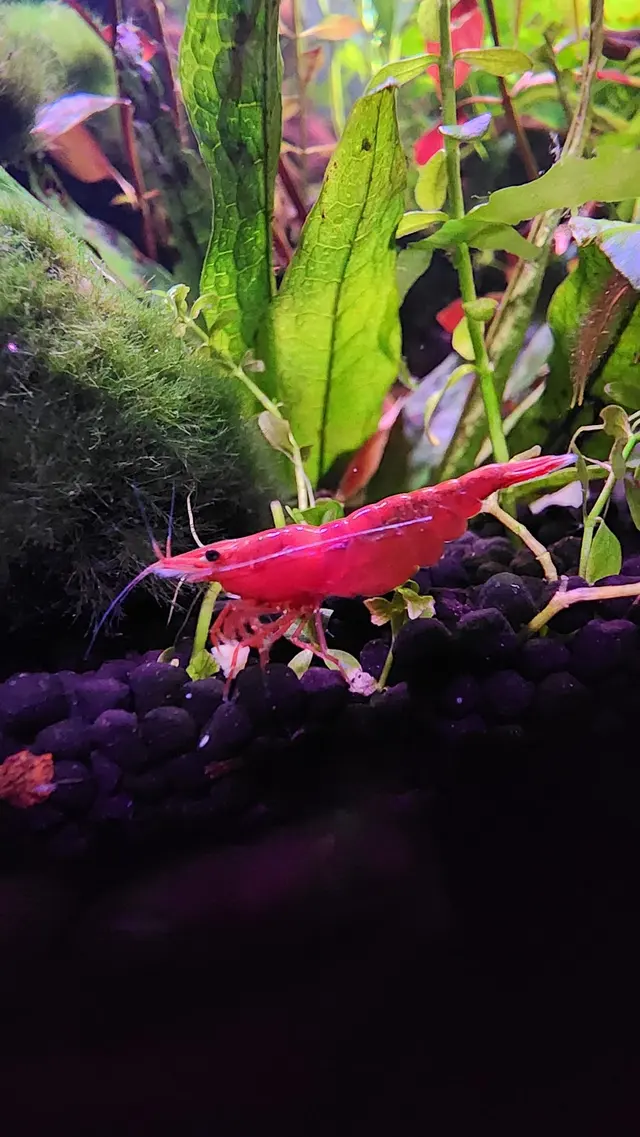 Joes shrimp shack — customer photo 7
