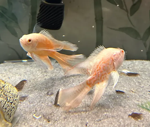 Pure Fish Works — customer photo 12