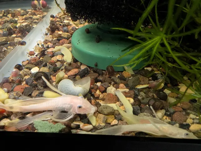 Pure Fish Works — customer photo 2