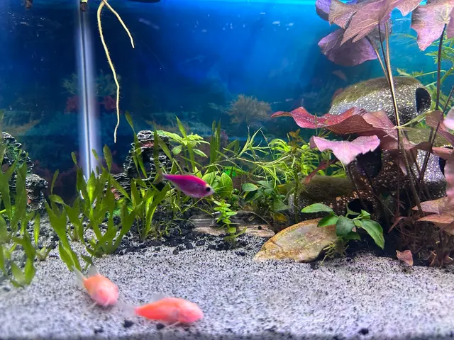 Pure Fish Works — customer photo 9