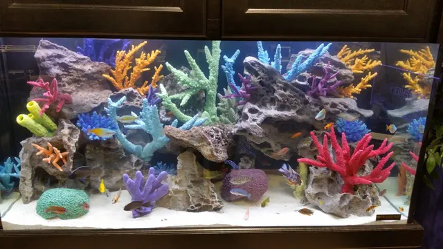 Premier Aquarium Service — photo from the business 10