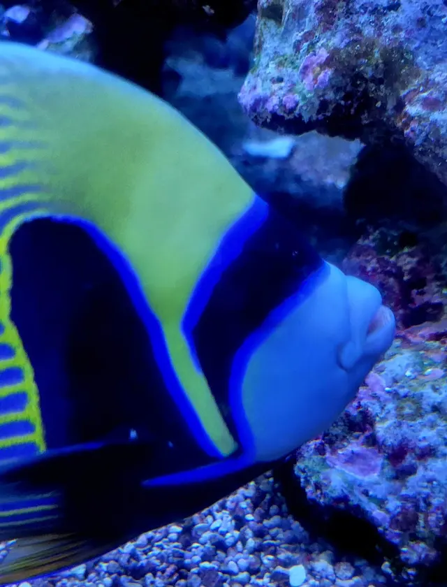 Premier Aquarium Service — photo from the business 6