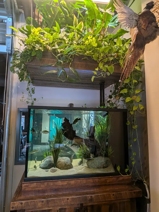 Customer photo of work by Premier Aquarium Service, from kaylene nielsen's review