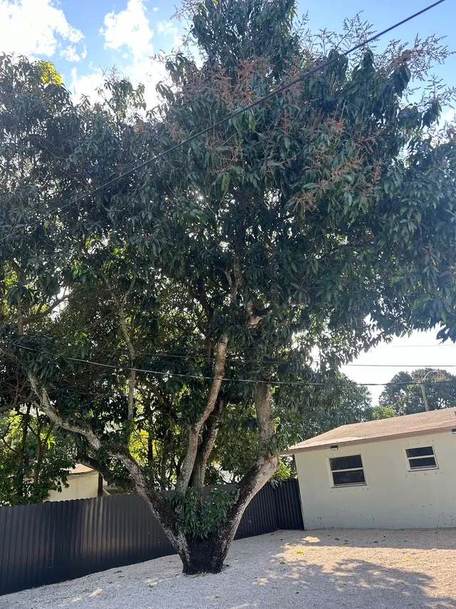 Monty Tree Service — photo from the business 8