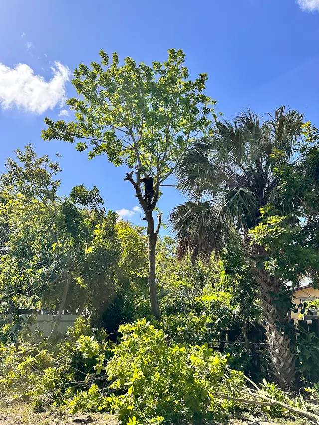 Monty Tree Service — photo from the business 9