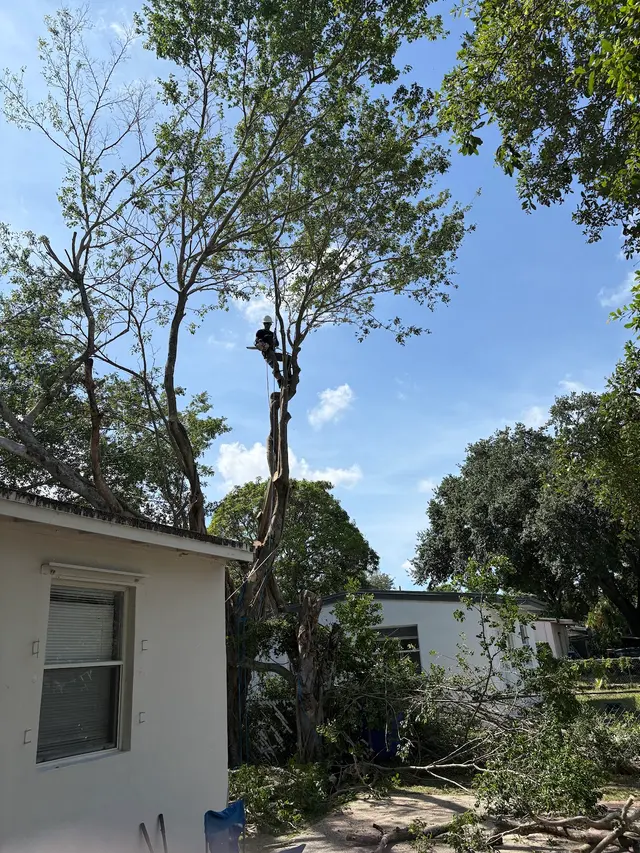 Monty Tree Service — customer photo 3