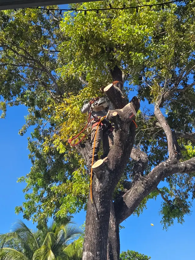 Monty Tree Service — customer photo 4