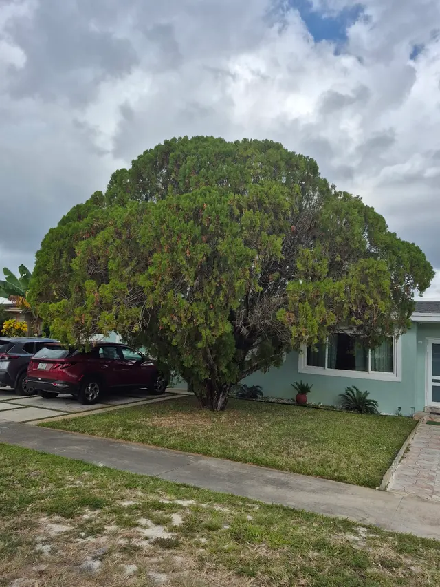 Monty Tree Service — customer photo 2