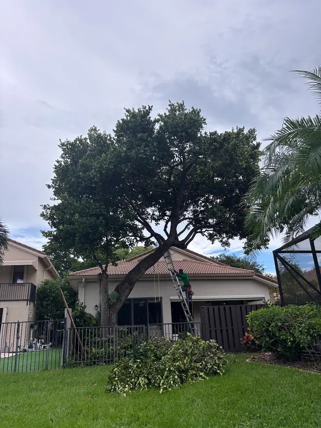 Florida Tree Trimmers — customer photo 5
