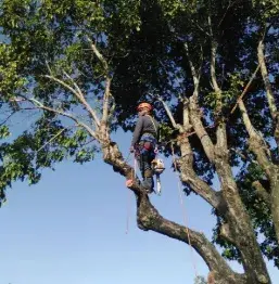 Florida Tree Trimmers — photo from the business 10