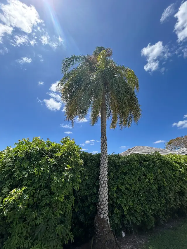 Florida Tree Trimmers — customer photo 4