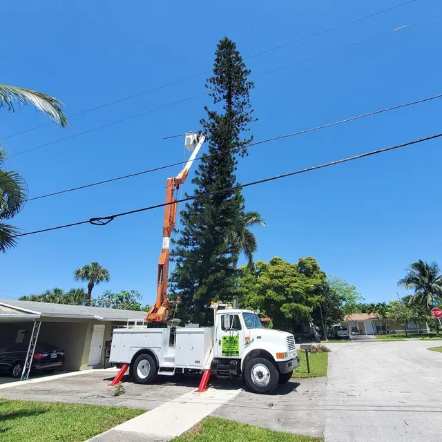 Tree Masters FL — photo from the business 5