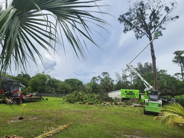 Tree Masters FL — photo from the business 8