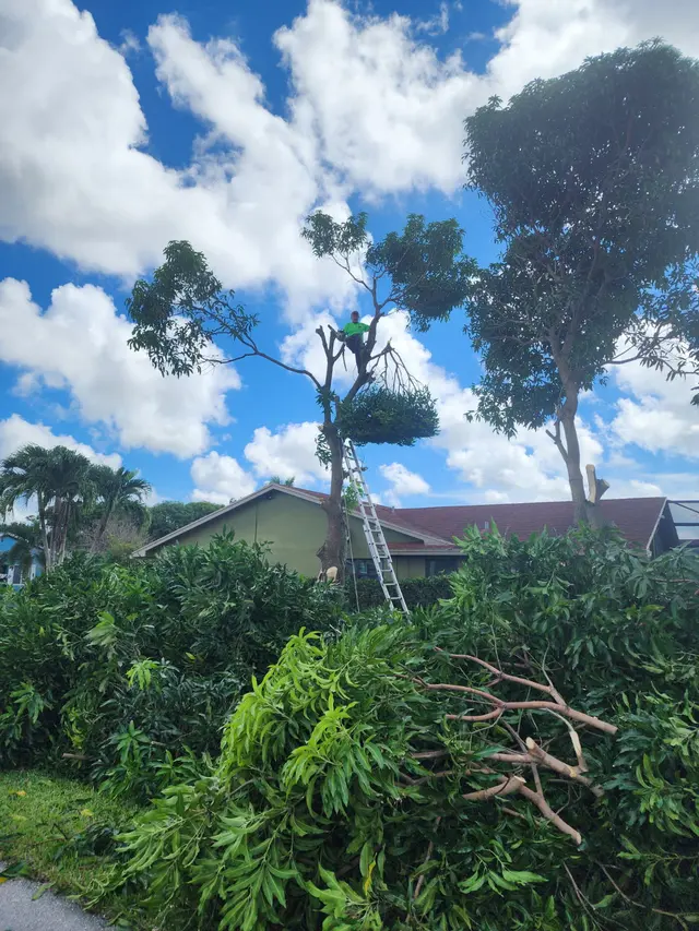 Tree Masters FL — photo from the business 9