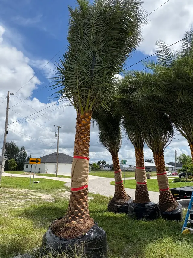 Tree Masters FL — photo from the business 4