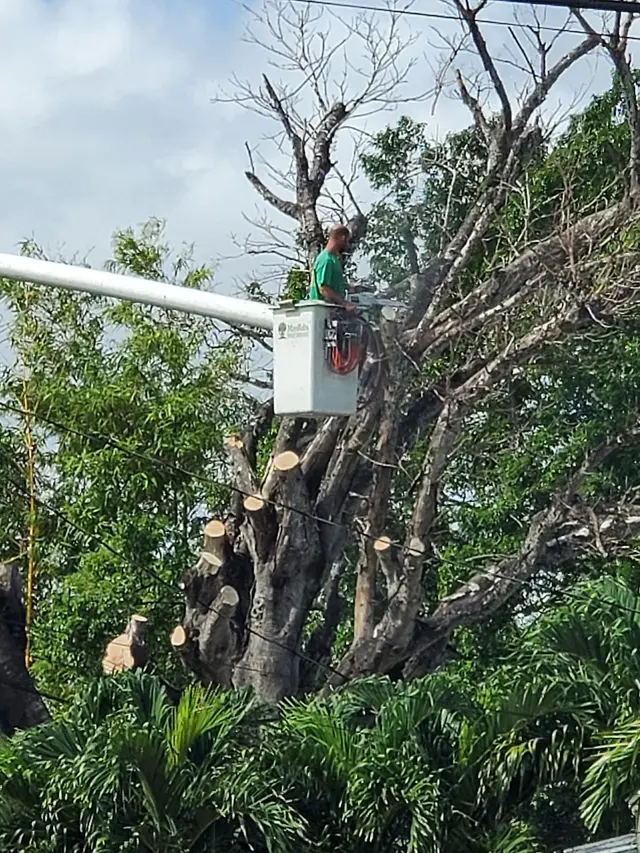Marshall's Tree Service & Landscaping — customer photo 9