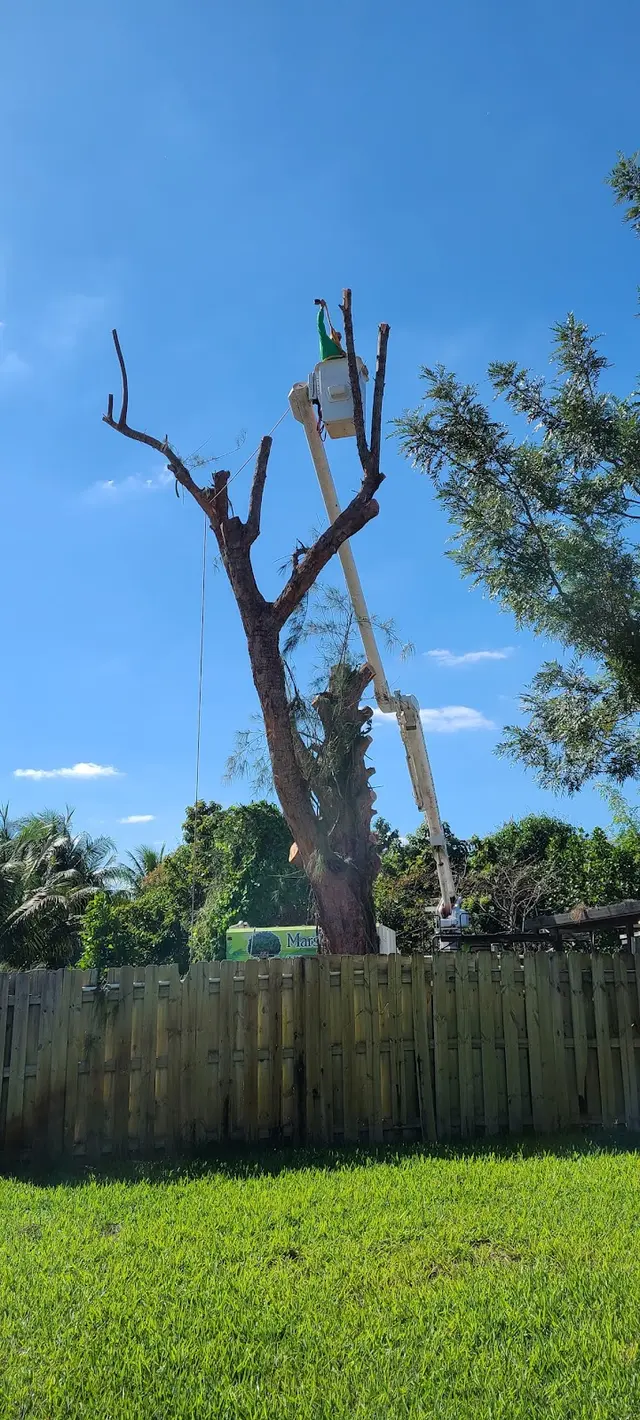 Marshall's Tree Service & Landscaping — customer photo 7