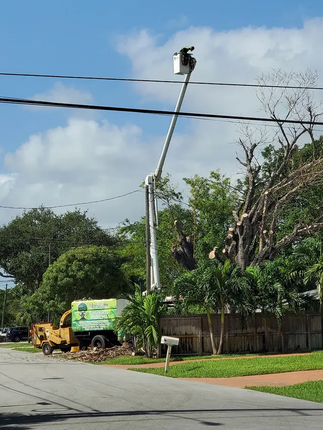 Marshall's Tree Service & Landscaping — customer photo 6