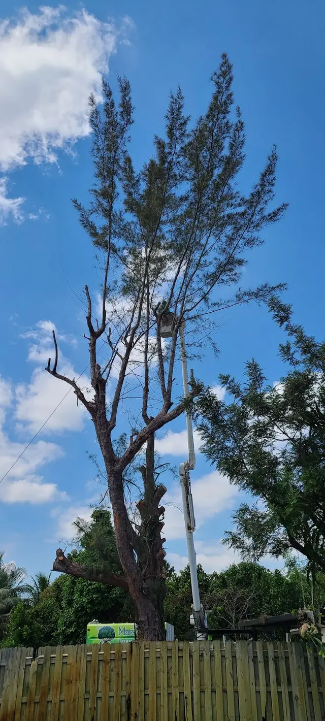 Marshall's Tree Service & Landscaping — customer photo 8