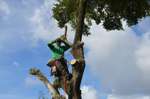 Marshall's Tree Service & Landscaping — photo from the business 2