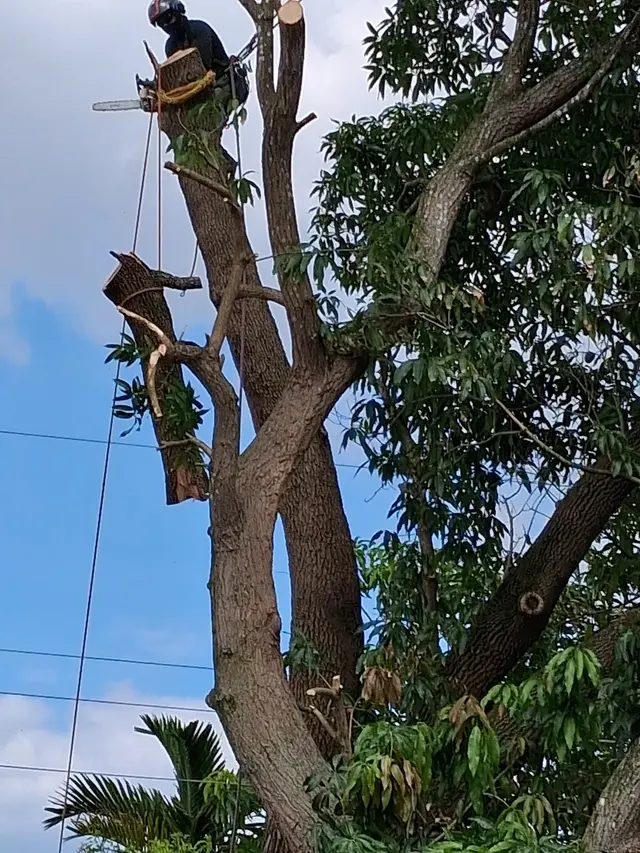Full Tree Services — photo from the business 5