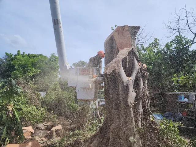 Full Tree Services — photo from the business 7