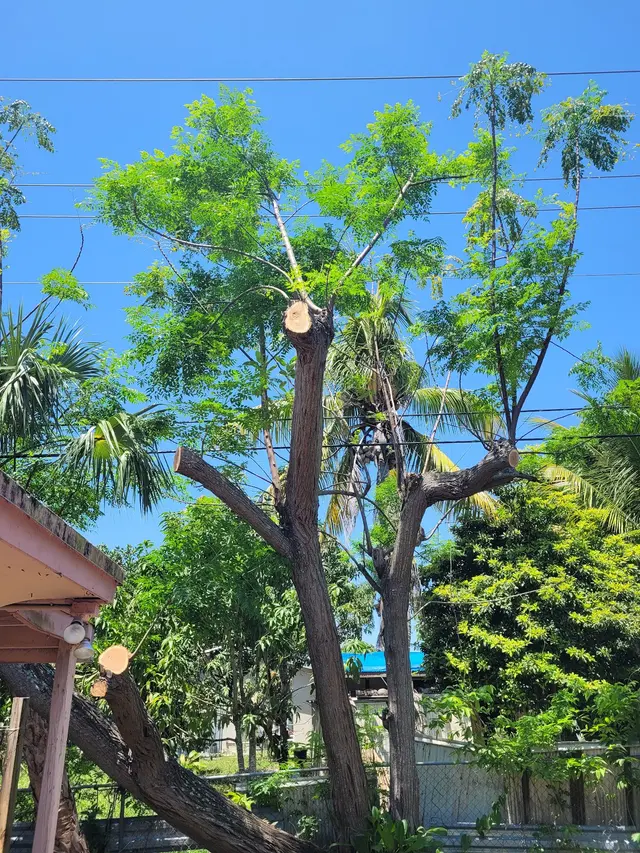 Full Tree Services — customer photo 12