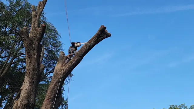 Full Tree Services — photo from the business 2