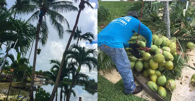 All Trees Matter, Inc. — customer photo 11