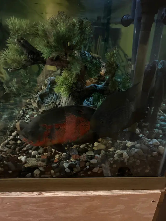 Aqualand Aquarium Center — customer photo 10
