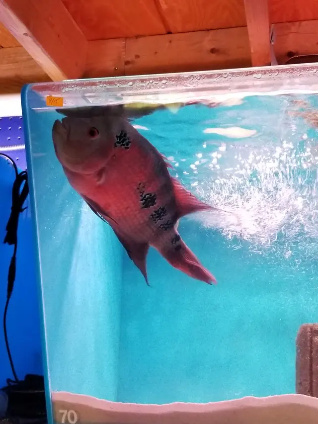 Aqualand Aquarium Center — customer photo 12
