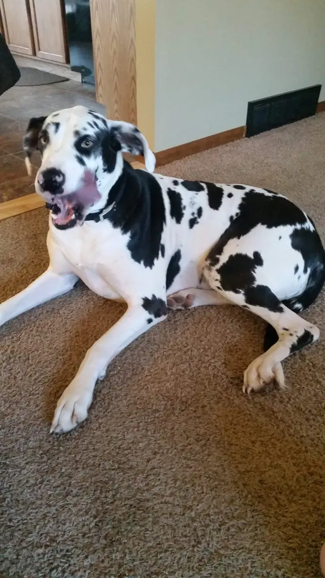 Riverview Animal Hospital — customer photo 7