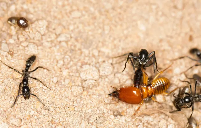 Hi Tech Termite Control - Termite Exterminator - Termite Treatment - Termite Company | Termite Inspection in Bay Area — photo from the business 3