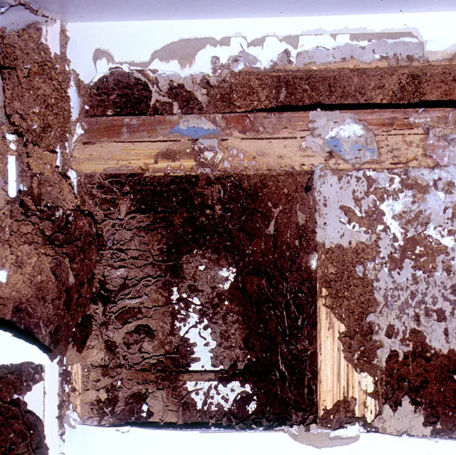 Hi Tech Termite Control - Termite Exterminator - Termite Treatment - Termite Company | Termite Inspection in Bay Area — photo from the business 4