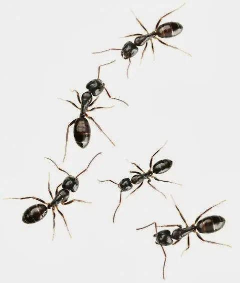 Omega Termite & Pest Control — photo from the business 7