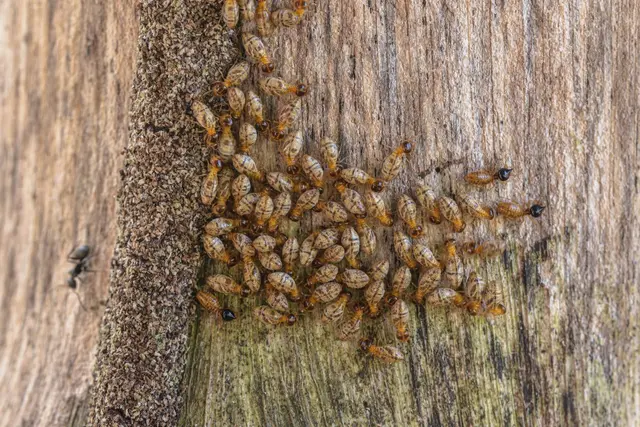 Horizon Termite Control Inc. — photo from the business 4