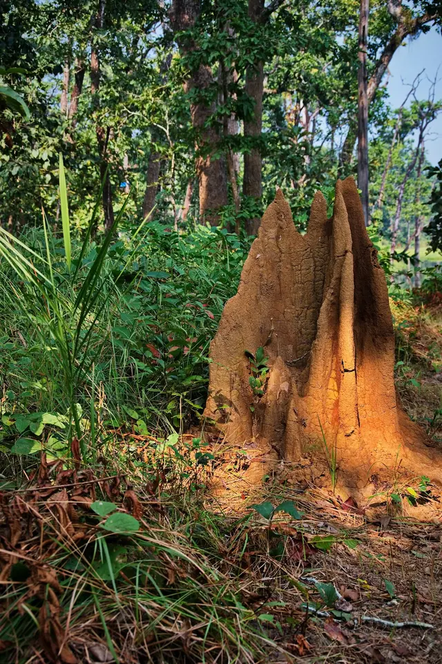 Horizon Termite Control Inc. — photo from the business 8