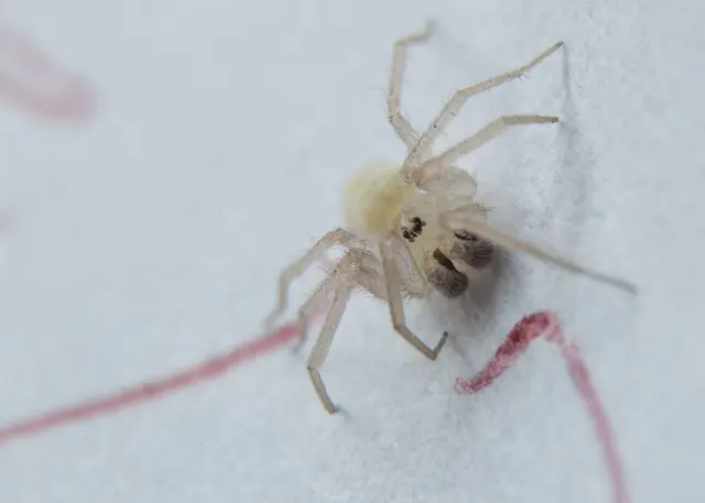 Horizon Termite Control Inc. — photo from the business 10