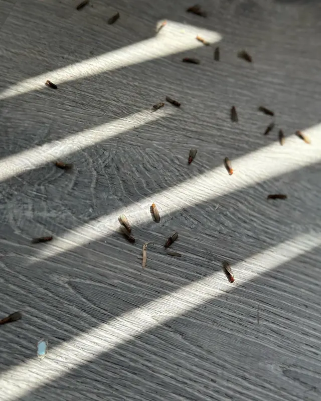Horizon Termite Control Inc. — photo from the business 1
