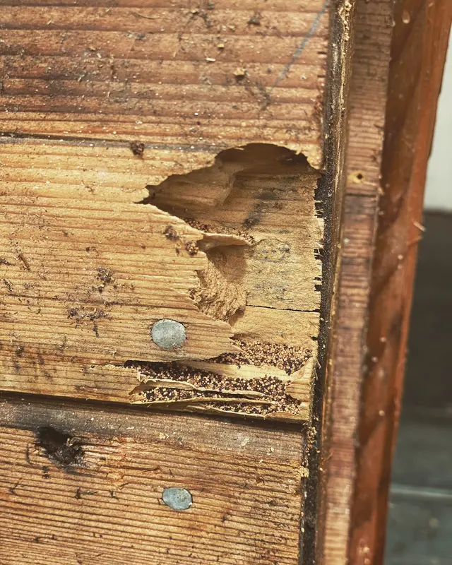 Horizon Termite Control Inc. — photo from the business 3