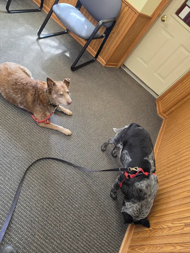 Colfax Animal Hospital — customer photo 2