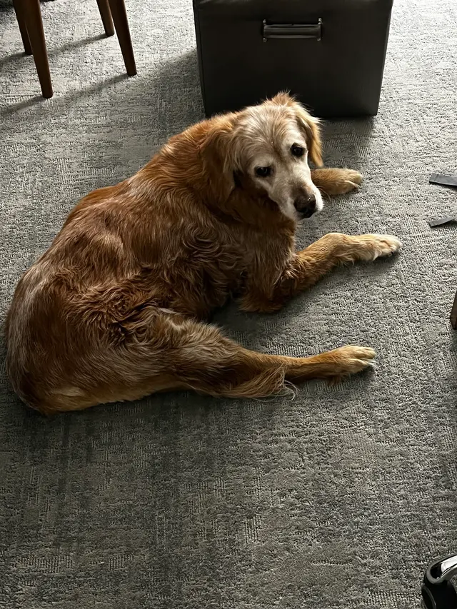 Animal Wellness Center of Buffalo Valley — customer photo 8
