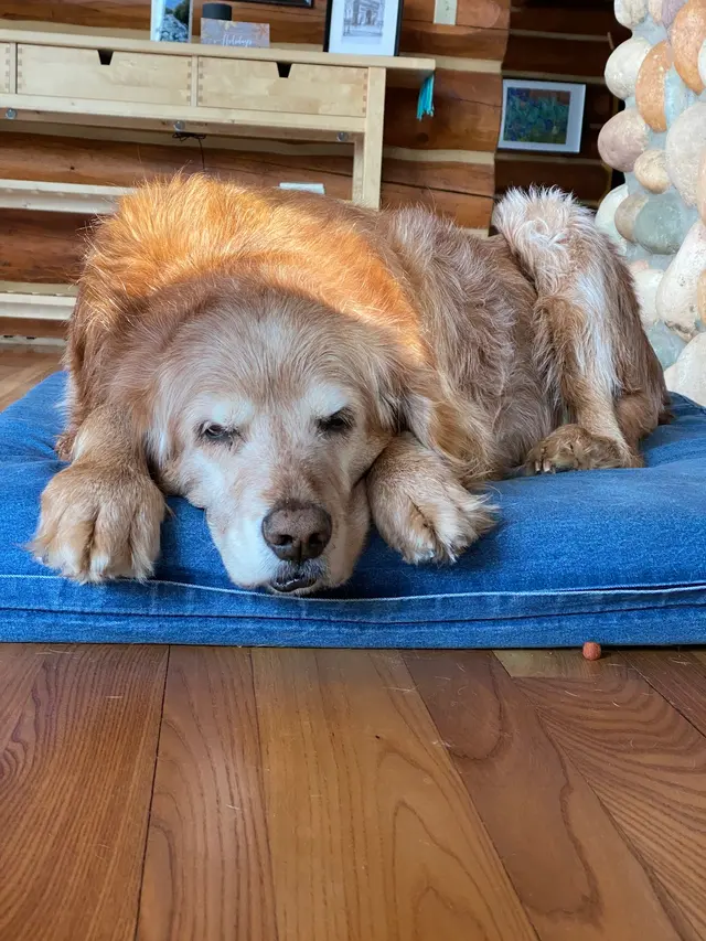 Animal Wellness Center of Buffalo Valley — customer photo 11