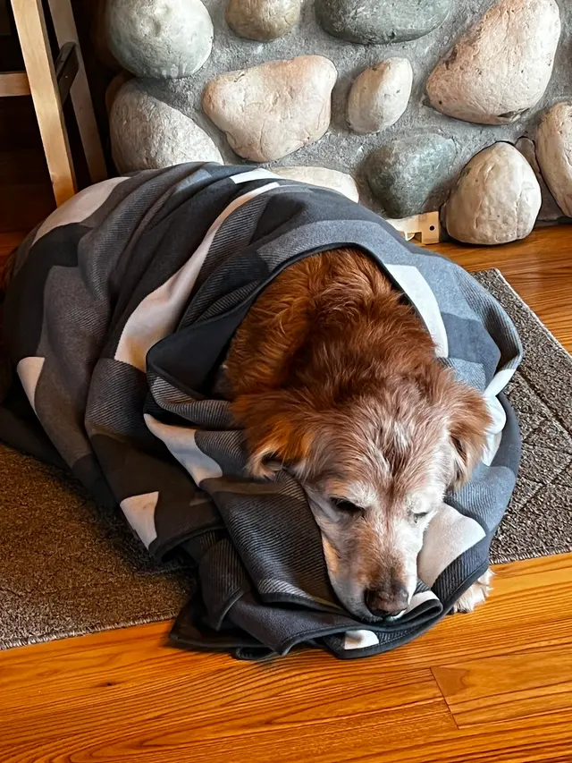 Animal Wellness Center of Buffalo Valley — customer photo 4